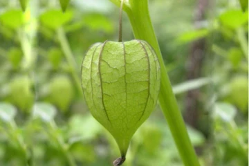 குப்பையில் கொட்டி கிடக்கும் இந்த பழங்களில் இவ்வளவு நன்மைகளா? பலரும் அறியாத தகவல் இதோ!