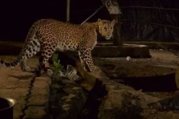 குடியிருப்பு பகுதியில் உலா வரும் சிறுத்தை - வெளியான பயங்கர காட்சி | Cheetah Arrive Residental Area Place Public Fear குடியிருப்பு பகுதியில் உலா வரும் சிறுத்தை - வெளியான பயங்கர காட்சி | Cheetah Arrive Residental Area Place Public Fear