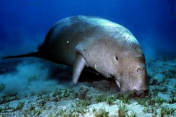புளோரிடாவில் அழிந்து வரும் அரியவகை கடல் வாழ் உயிரினம்! | Sea Cow Species Of Marine Life In Florida