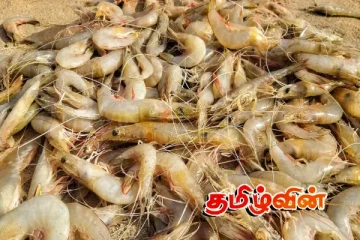 யாழ். வடமராட்சி கடலில் அதிகளவாக சிக்கும் இறால்