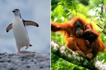 50 ஆண்டுகளில் 73% வனவிலங்குகள் மக்கள் தொகை சரிவு: அறிக்கை கூறும் அதிர்ச்சிகரமான காரணம்!