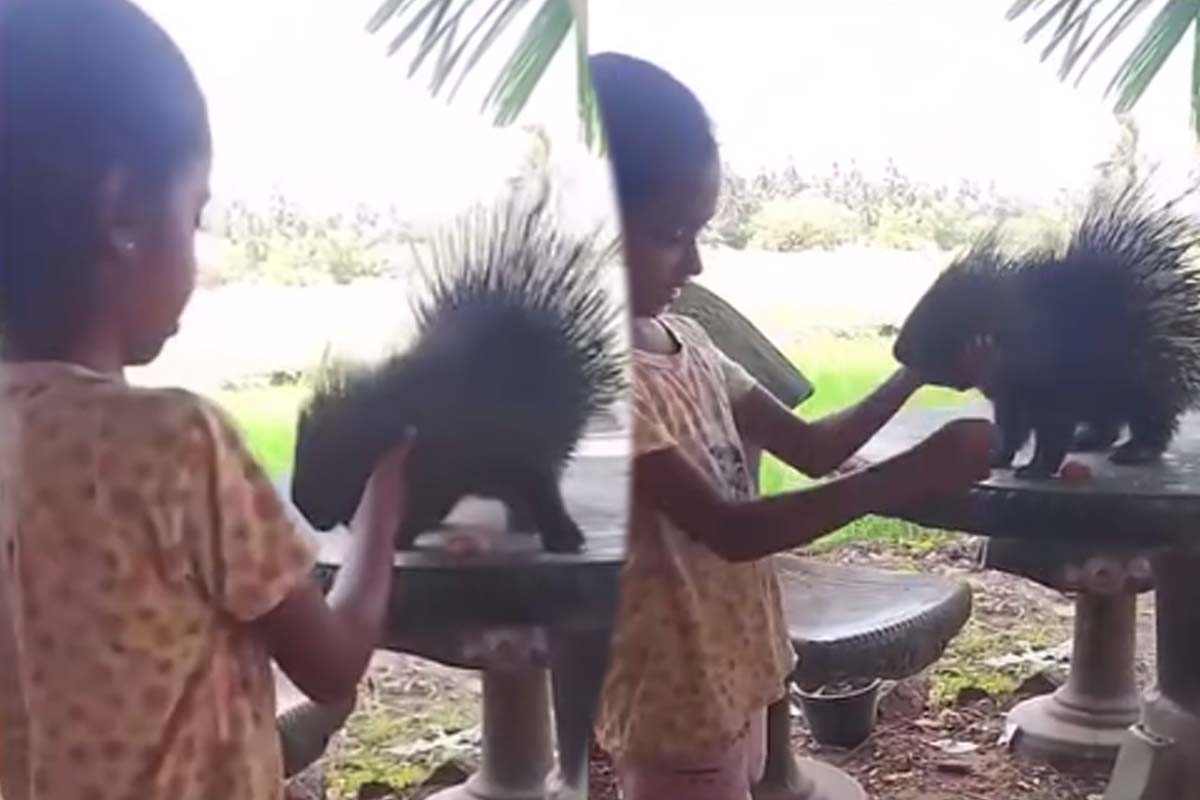 இலங்கை சிறுமிக்கு நண்பனான முள்ளம்பன்றி.... சிலிர்க்க வைக்கும் பாசம் | Srilanka Girl Friendly Hedgehog Viral Video