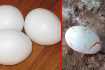 முட்டையை உடைத்தால் உள்ளே ஒன்றுமே இல்லை.. போலி முட்டையால் ஒரு கிராமமே ஏமாந்த கதை!