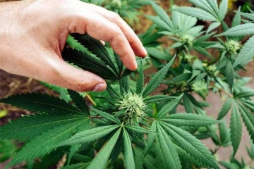 முதலீட்டு வலயத்துக்குள் மாத்திரம் கஞ்சா பயிரிட முன்னோடித் திட்டம் ஆரம்பம்