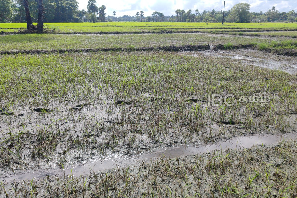 வெள்ளத்தில் மூழ்கிய நெல் வயல்கள் : விவசாயிகளின் வாழ்வாதாரம் கேள்விக்குறி! | Flooded Paddy Fields In Vavuniya Lost To Farmers வெள்ளத்தில் மூழ்கிய நெல் வயல்கள் : விவசாயிகளின் வாழ்வாதாரம் கேள்விக்குறி! | Flooded Paddy Fields In Vavuniya Lost To Farmers