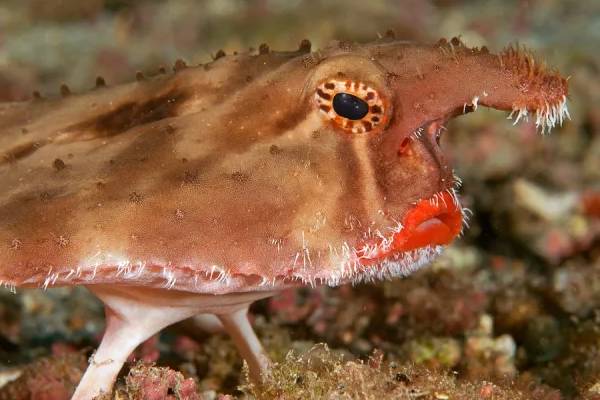 கடலுக்கு அடியில் வாழும் பேய் மீன் - இது எதை சாப்பிடும் தெரியுமா? | Red Lipped Batfish History Interesting Information