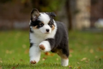 நாய்க்குட்டியால் வங்கி கணக்கில் பெரும் தொகையை இழந்த நபர்; அவதானம் மக்களே!