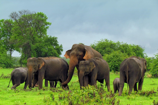 இலங்கையில் பகீர் கிளப்பிய யானை உயிரிழப்புக்கள் | Elephant Deaths Caused By Bagheer In Sri Lanka