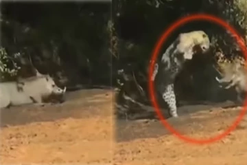 தண்ணீர் அருந்திய காட்டுப் பன்றி! பின்னே வந்த சிறுத்தை: திகில் காட்சி