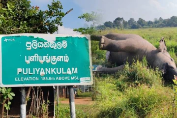 வவுனியாவில் யானையின் சடலம் மீட்பு: காணி உரிமையாளர் கைது