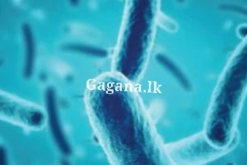 මෙනින්ගොකොකල් උණ ව්‍යාප්තිය ගැන මතුව ආ සැකය..