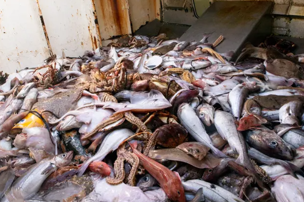 வெளிநாட்டில் இருந்து இலங்கைக்கு வந்த அழுகிய மீன்கள்! | Rotten Fish From Abroad Came To Sri Lanka