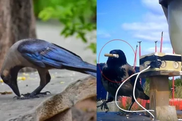 பல கோடிகளை பிரபல நாடு கொட்டியும் நடக்காத ஒரு காரியத்தை எளிதாக செய்யும் காக்கைகள்! ஆச்சரிய வீடியோ