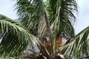 தென்னை பயிர்ச்செய்கையில் பரவும் நோய் தாக்கம்! மக்களுக்கு விடுக்கப்பட்டுள்ள அறிவுறுத்தல்(Photos)