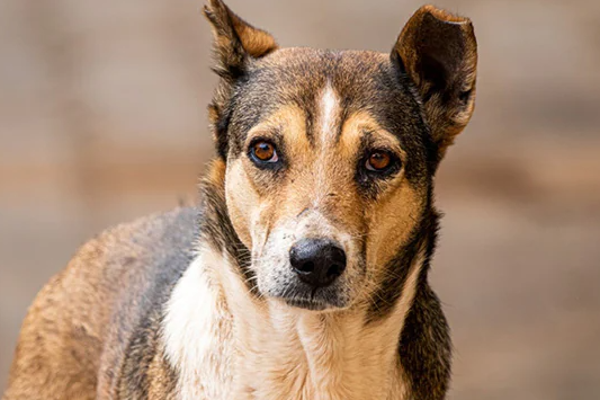 மனித தலையுடன் சுற்றித்திரிந்த தெரு நாய்! | A Stray Dog With A Human Head