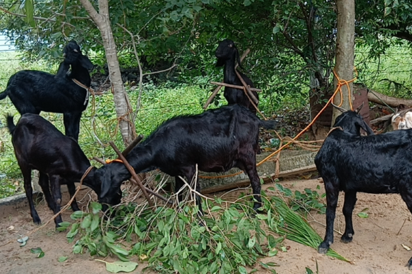 கிளிநொச்சியில் பல நாட்களாக ஆடுகளை திருடிய இளைஞர்கள் கைது | Youths Arrested For Stealing Sheep In Kilinochchi கிளிநொச்சியில் பல நாட்களாக ஆடுகளை திருடிய இளைஞர்கள் கைது | Youths Arrested For Stealing Sheep In Kilinochchi