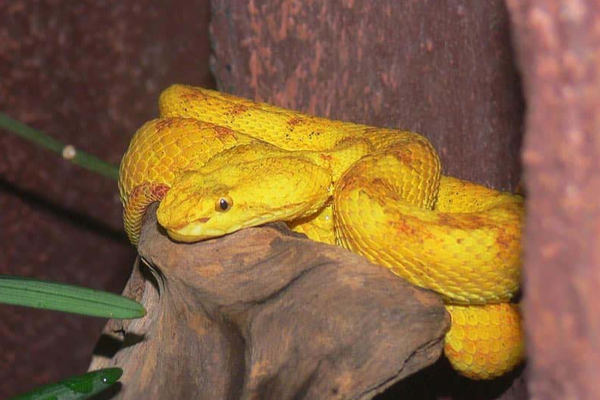 உலகில் திகிலூட்டும் மர்ம இடங்கள்: தங்க ஈட்டி பாம்பு கேள்விப்பட்டதுண்டா? | Most Mysterious Places World