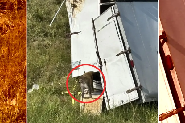 அமெரிக்காவில் வைரஸ் பாதித்த குரங்குகள் தப்பி ஓட்டம்! மக்களுக்கு விடுக்கப்பட்டுள்ள எச்சரிக்கை.. | Virus Infected Monkeys Escape Warning Americans அமெரிக்காவில் வைரஸ் பாதித்த குரங்குகள் தப்பி ஓட்டம்! மக்களுக்கு விடுக்கப்பட்டுள்ள எச்சரிக்கை.. | Virus Infected Monkeys Escape Warning Americans