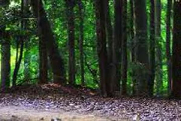 காட்டுப்பகுதியில் நிர்வாணமாக அலறிய பெண் கண்டுபிடிப்பு