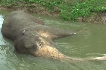 அக்கரைப்பற்று வயல் பிரதேசத்தில் உயிருக்குப் போராடும் யானை!