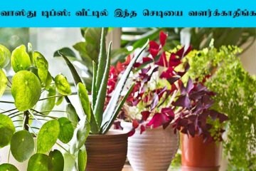 குபேர மூலையில் பணம் கொட்ட வேண்டுமா? இந்த செடியை மட்டும் வீட்டில் வளர்க்காதீங்க