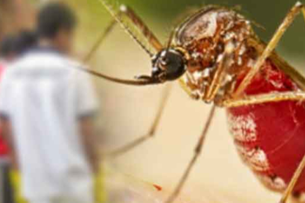 மாத்தறை மாவட்ட மக்களுக்கு விடுக்கப்பட்டுள்ள அவசர எச்சரிக்கை | Severe Outbreak Of Chikungunya In Matara மாத்தறை மாவட்ட மக்களுக்கு விடுக்கப்பட்டுள்ள அவசர எச்சரிக்கை | Severe Outbreak Of Chikungunya In Matara