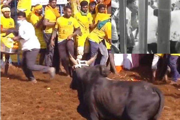 திருச்சி ஜல்லிக்கட்டு - காளை முட்டி பார்வையாளர் ஒருவர் பரிதாப பலி - தமிழ்நாடு