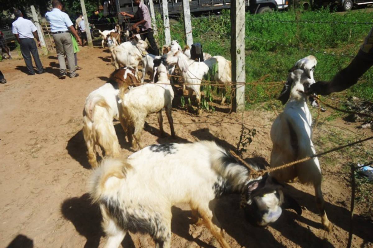 இறந்த கால்நடைகளுக்கான நட்டஈடு வழங்குவதில் முறைகேடுகள்! பொது மக்கள் குற்றச்சாட்டு -திணைக்களம் மறுப்பு | Public Allege Dead Livestock Department