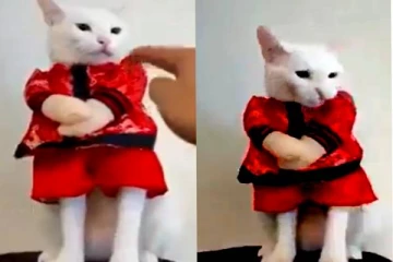 வாட்ச் மேனாக மாறிய பூனைகுட்டி.. குறும்பின் உச்சக்கட்ட காணொளி