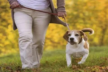 இந்த நாட்டில் நாய்களை வீதிகளில் அழைத்துச் செல்லத் தடை