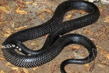 இளைஞரை கடித்ததும் இறந்த கொடிய விஷமுள்ள பாம்பு - காரணத்தை பாருங்க