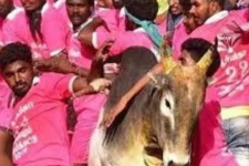 2 வயது சிறுமிக்கு கட்டுப்பட்டு ஜல்லிக்கட்டு களத்திற்கு வந்த காளை... தீயாய் பரவும் புகைப்படம்