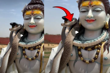 சிவன் கழுத்தில் சுற்றியிருந்த விஷ பாம்பு - வைரலாகும் காணொளி