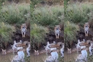 விளையாடும் குட்டிகளை காவல் காக்கும் புலி : இதயத்தை உருக்கும் காணொளி