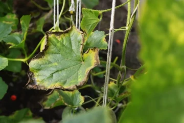 ශාකයේ පෝෂණ ඌනතා හඳුනා ගන්න හැටි.