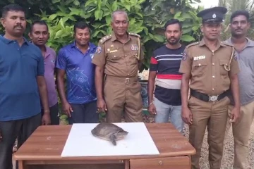 புதுக்குடியிருப்பில் ஆமையுடன் ஒருவர் கைது