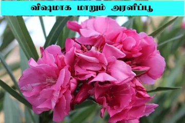 இவ்வளவு விஷத்தன்மை கொண்டதா அரளிப் பூ? பலரும் அறியாத அதிர்ச்சி உண்மை
