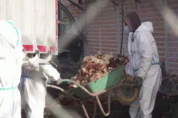 ஸ்பெயினில் கொல்லப்பட்ட பல்லாயிரக்கணக்கான கோழிகள்!