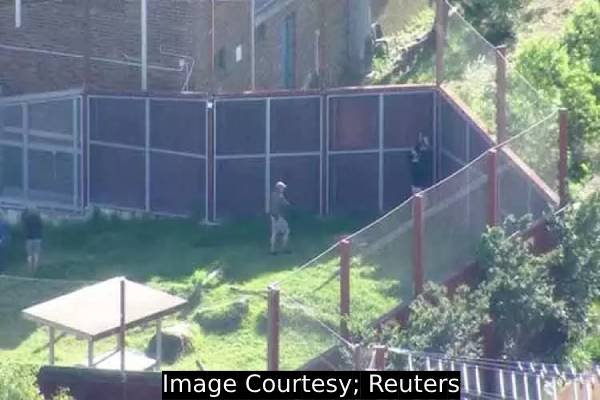 5 lions escaped from the cage