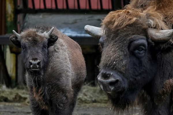 ரஷ்ய -  உக்ரைன்  போரினால்  பாதிக்கப்பட்ட விலங்குகள்! | Animals Affected By The Russian Ukrainian War