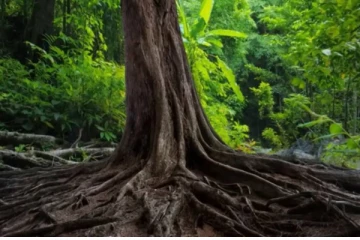 மரத்தின் வேரில் பதுங்கியிருக்கும் பாம்பு! 10 நொடியில் கண்டுபிடிங்க