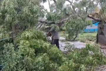 களுதாவளையில் சரிந்து விழுந்த பாரிய மரம்.