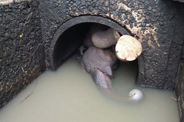பரிதாபமாக உயிரிழந்த குட்டி யானை | Baby Elephant Died Miserably