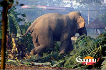 වසර ගණනාවක ශාපය - තවදුරටත් වද දෙන අලින්ගේ ප්‍රශ්නය