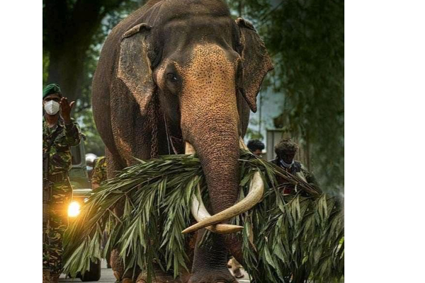 இலங்கையில் மிக உயரமான பிரபல யானைக்கு நேர்ந்த சோகம்! | Sri Lanka Kandy Famous Elephant Death