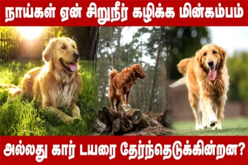 மின்கம்பம் அல்லது கார் டயரை தேர்தெடுத்து சிறுநீர் கழிக்கும் நாய்கள்! காரணம் தெரியுமா?