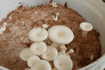 ඉවත දමන බඳුනක නිවසේදීම බිම්මල් වවමු.