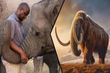 4,000 ஆண்டுகளுக்கு முன் வாழ்ந்த மிருகம்: மறு உயிர் கொடுக்கும் முயற்சியில் அமெரிக்க நிறுவனம்