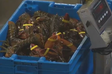 நியூ இங்கிலாந்தில் $400,000 மதிப்புடைய லாப்ஸ்டர்கள் திருட்டு: மர்ம கும்பல் கைவரிசை