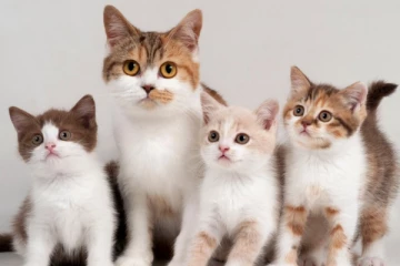 நாடொன்றில்  பூனைகளுக்கும் ஊரடங்கு; மீறினால்  கடும் அபராதம்!